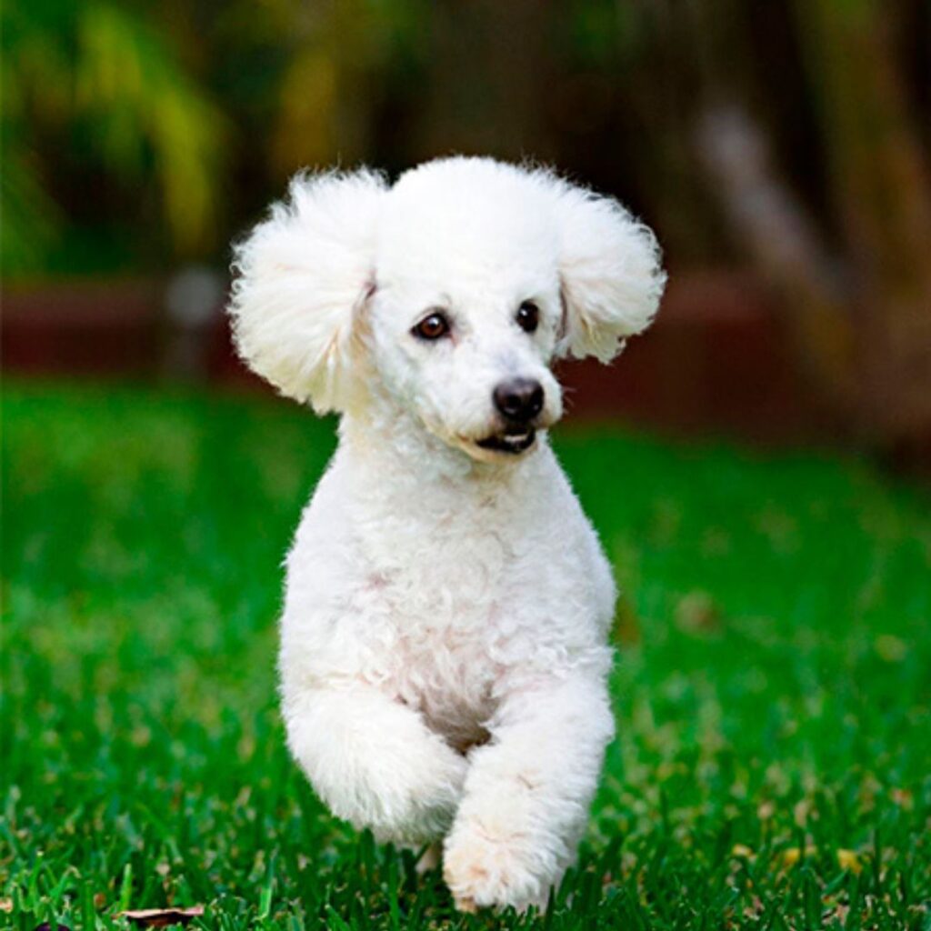 caniche blanco
