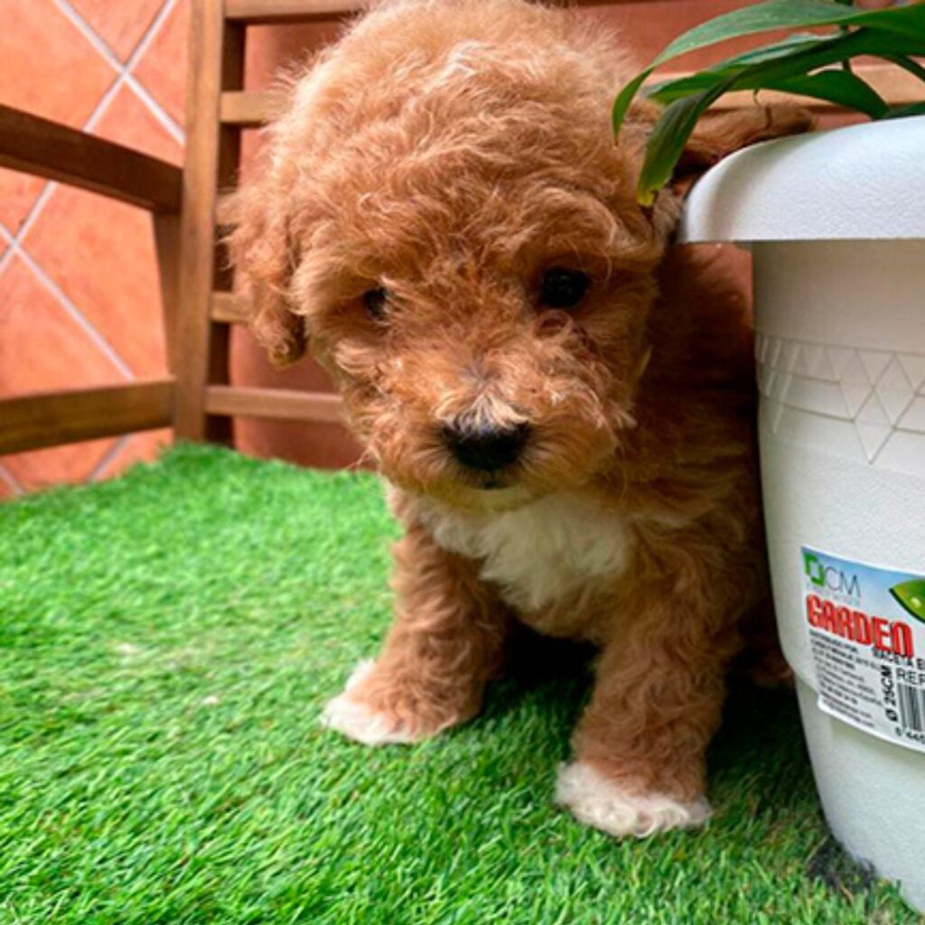 caniche toy