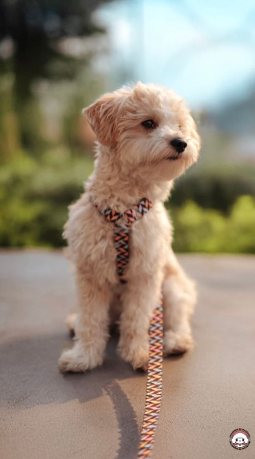 maltipoo Madrid