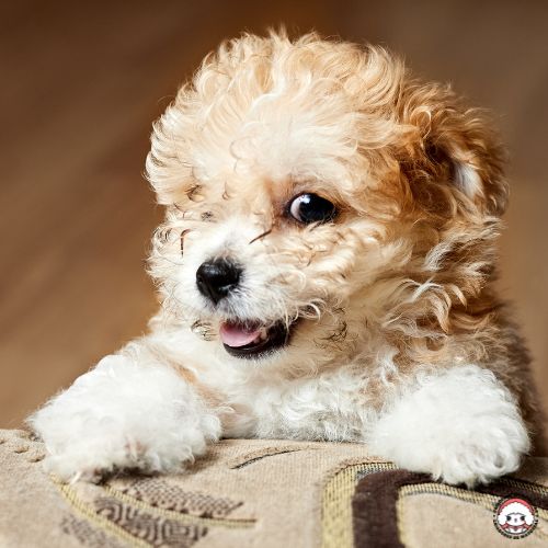 Maltipoo