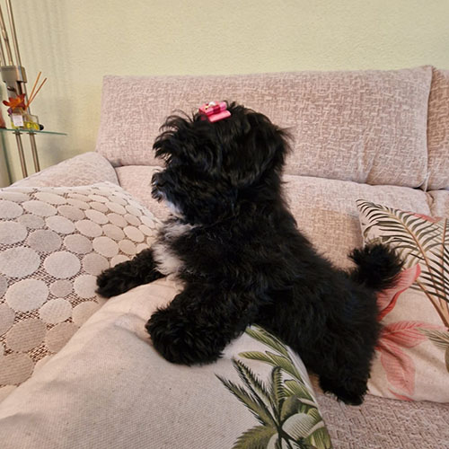 maltipoo cachorro