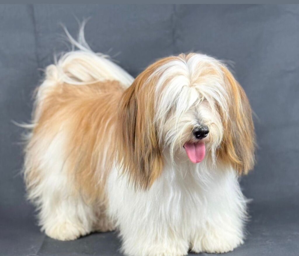 Bichon Habanero Ille Bonavista